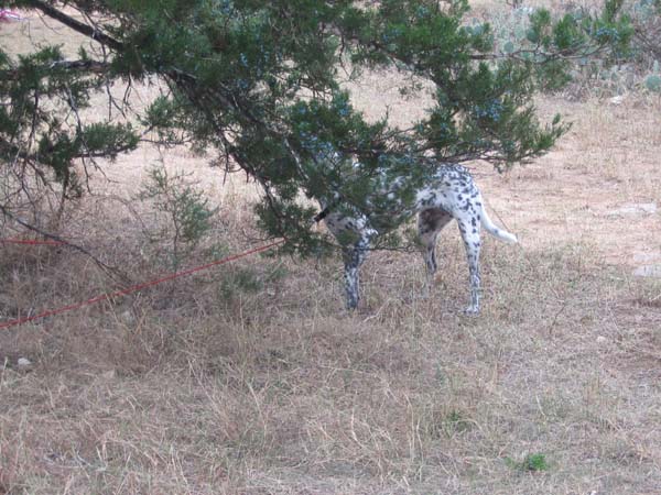 Dog Camoflauge - Perdenales 2005